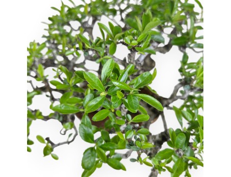 Pyracantha bonsái 27 cm | Maceta nube blanco crema