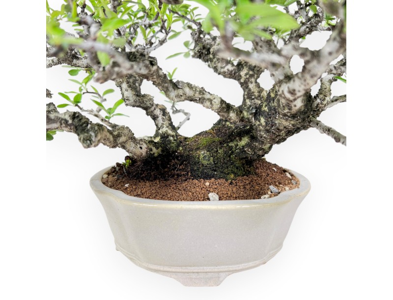 Pyracantha bonsái 27 cm | Maceta nube blanco crema