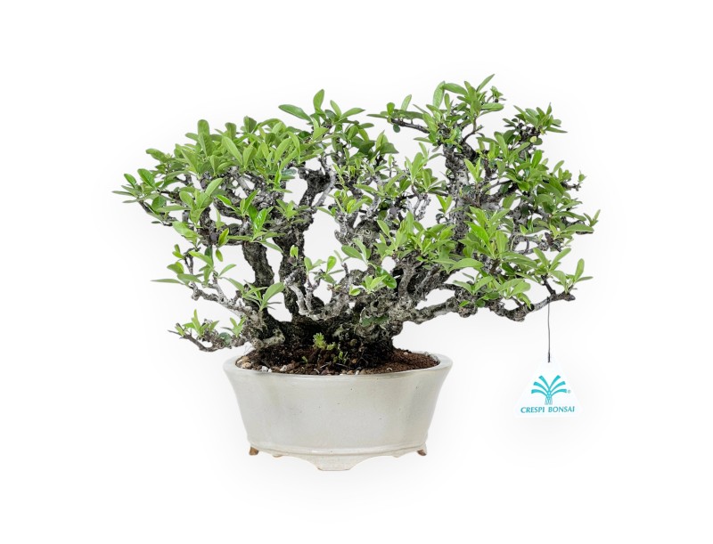 Pyracantha bonsái 27 cm | Maceta nube blanco crema