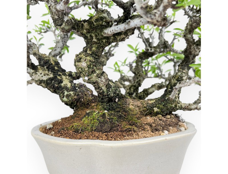 Pyracantha bonsái 27 cm | Maceta nube blanco crema