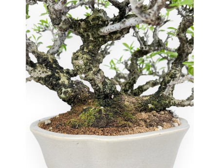 Pyracantha bonsái 27 cm | Maceta nube blanco crema