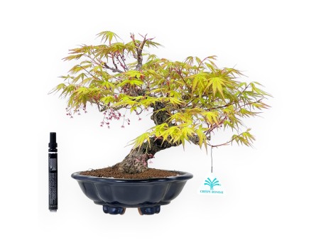 30 cm Arakawa maple bonsai | Glazed stoneware cloud vase