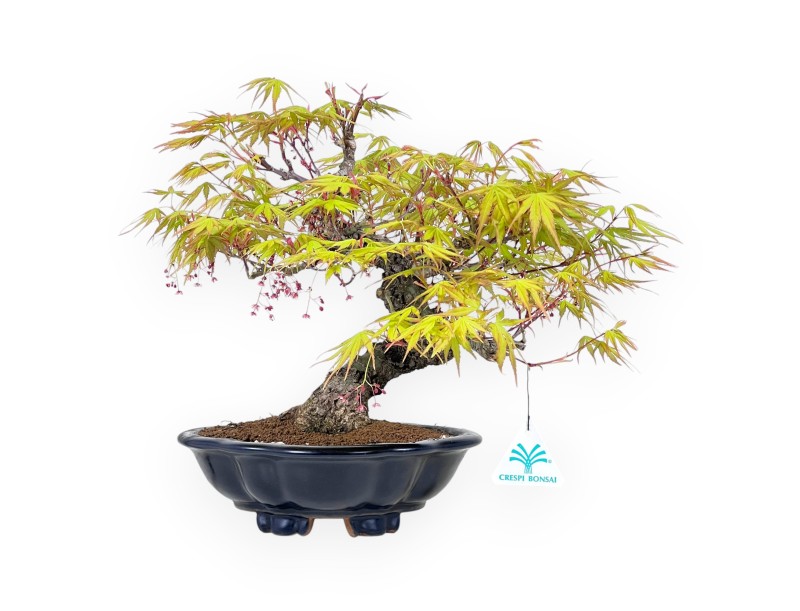 30 cm Arakawa esdoorn bonsai | Geglazuurd steengoed wolkenvaas