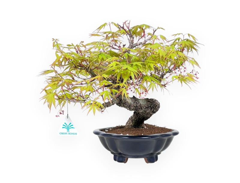 Bonzaï érable Arakawa 30 cm | Vase nuage en grès émaillé