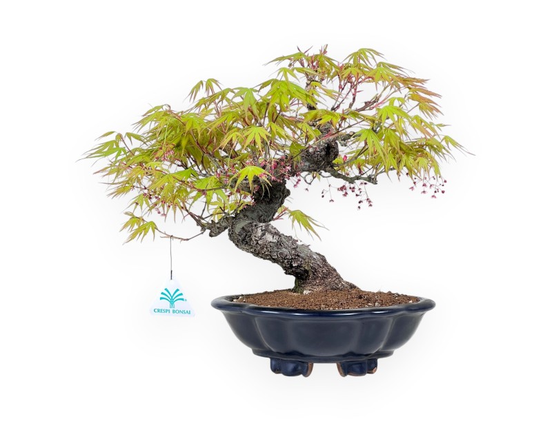 30 cm Arakawa esdoorn bonsai | Geglazuurd steengoed wolkenvaas