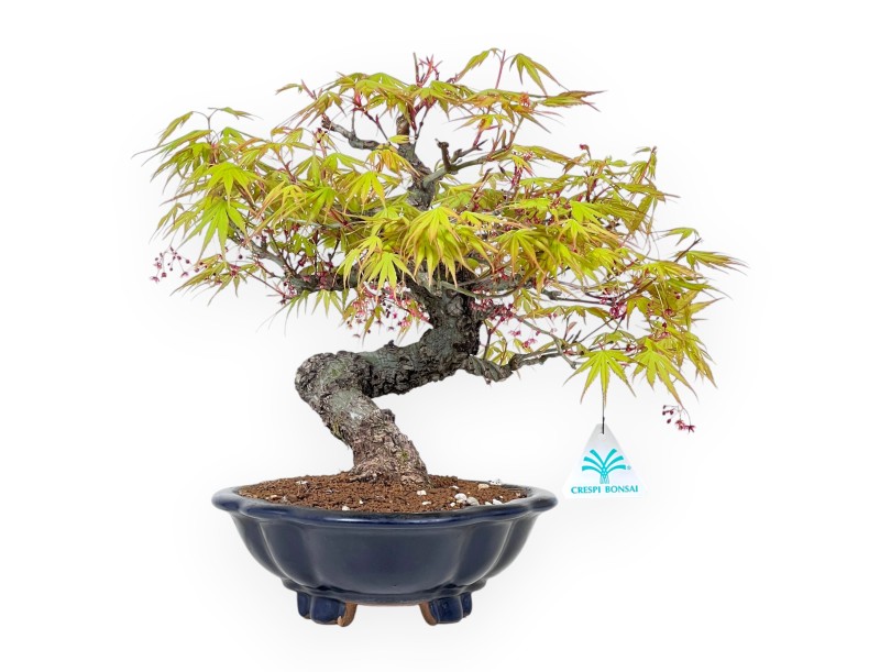 Bonzaï érable Arakawa 30 cm | Vase nuage en grès émaillé