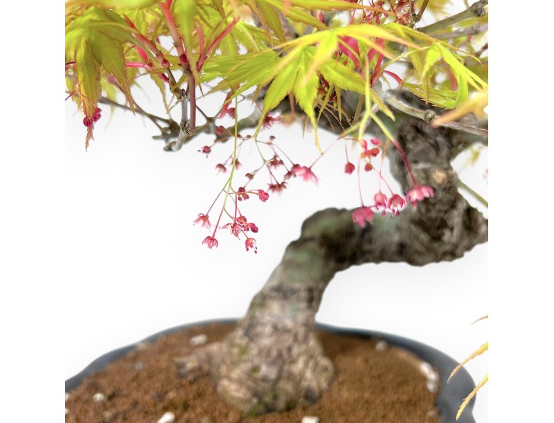 30 cm Arakawa Ahorn Bonsai | Vase aus glasiertem Steingut mit Wolken