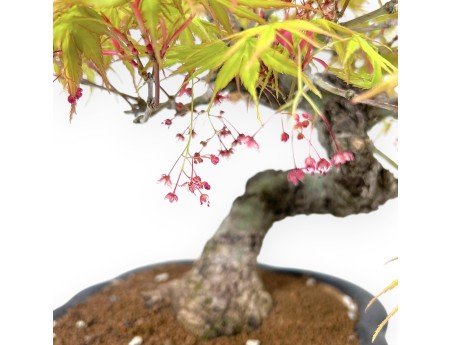 30 cm Arakawa Ahorn Bonsai | Vase aus glasiertem Steingut mit Wolken