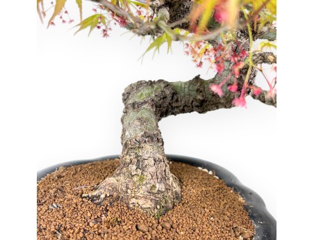 Bonsái de arce Arakawa de 30 cm | Jarrón nube de gres esmaltado