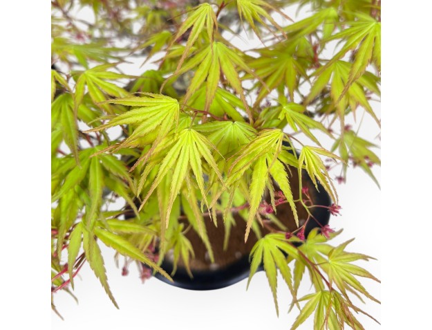 Bonsai di acero Arakawa da 30 cm | Vaso a nuvola in grés smaltato 2