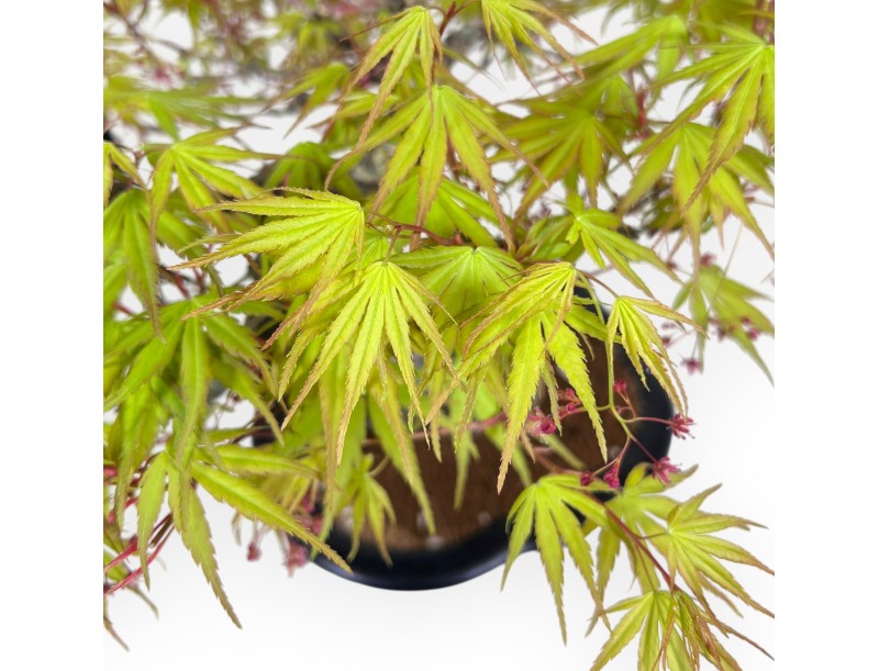 30 cm Arakawa Ahorn Bonsai | Vase aus glasiertem Steingut mit Wolken