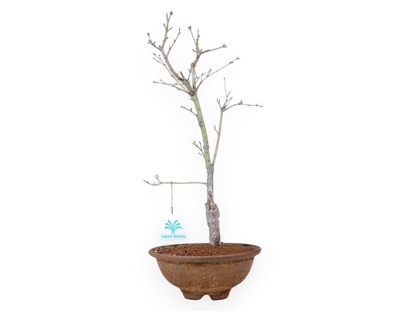 P. Aoyagi esdoorn bonsai 40 cm | Ronde aardewerk pot