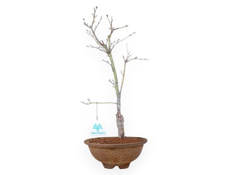 P. Aoyagi maple bonsai 40 cm | Round stoneware pot