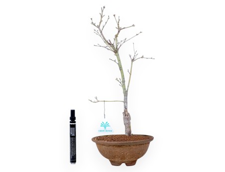 P. Aoyagi Ahorn Bonsai 40 cm | Runder Steinguttopf