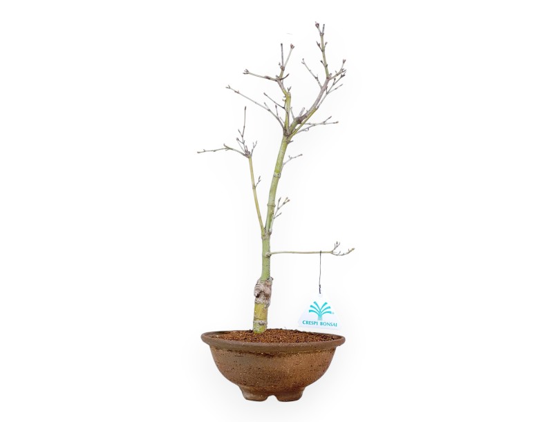 P. Aoyagi maple bonsai 40 cm | Pot rond en grès