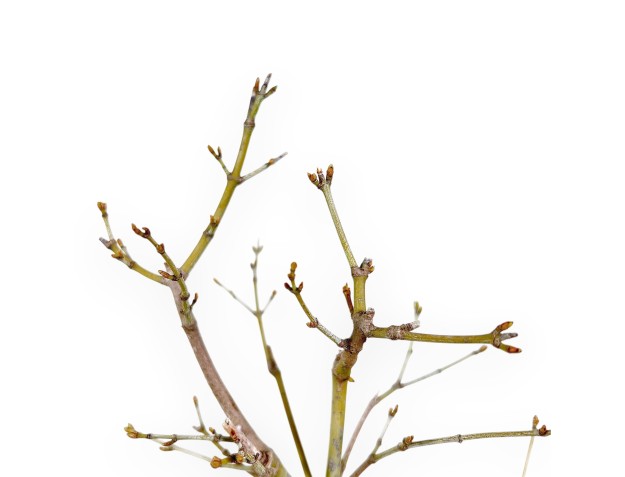 P. Aoyagi arce bonsai 40 cm | Maceta redonda de gres 2