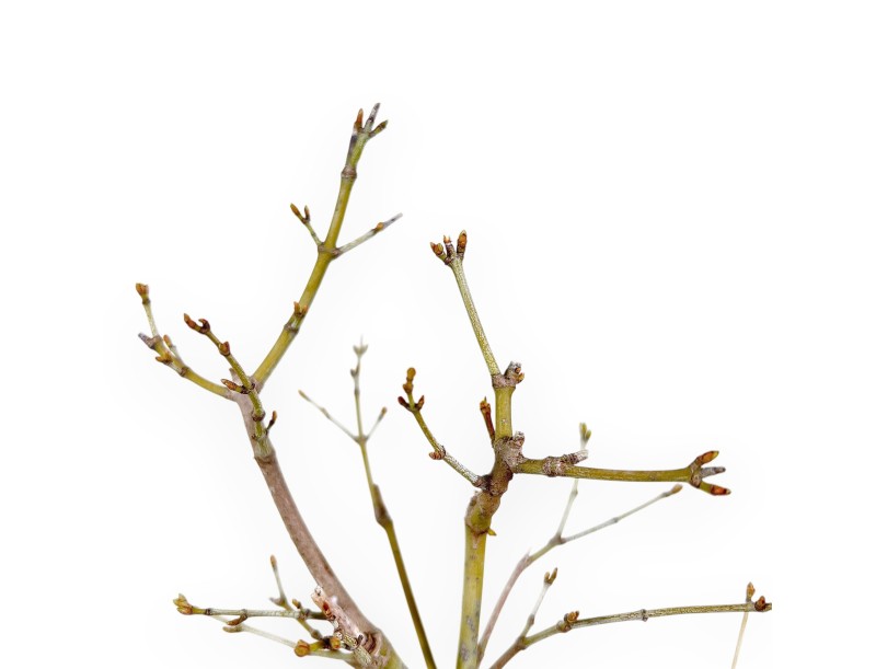 P. Aoyagi maple bonsai 40 cm | Pot rond en grès