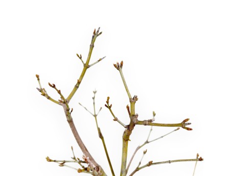 P. Aoyagi arce bonsai 40 cm | Maceta redonda de gres