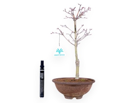 34 cm P. Katsura Ahorn Bonsaibaum | Runder Steinguttopf