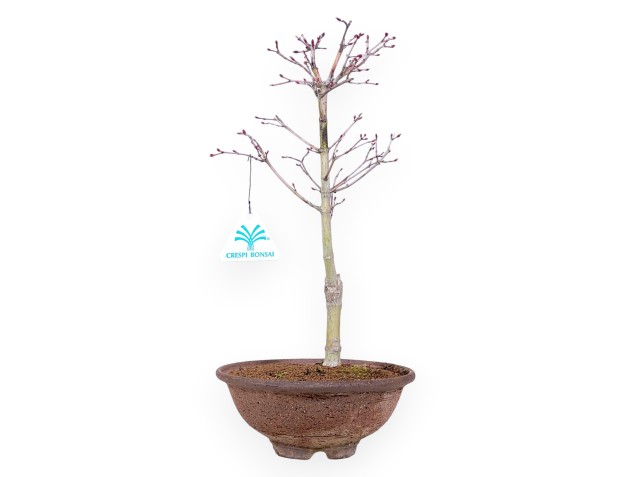 34 cm P. Katsura maple bonsai tree | Round stoneware pot