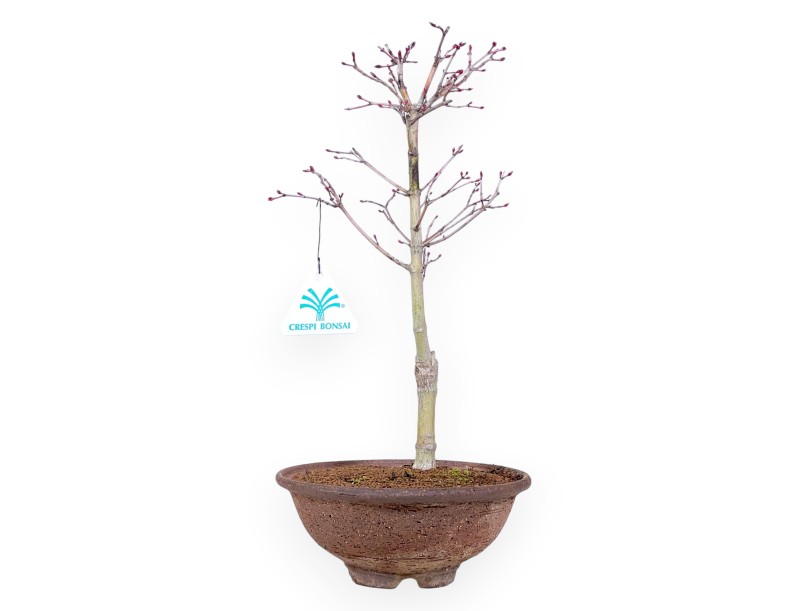 Bonzaï érable Katsura 34 cm P. | Pot rond en grès