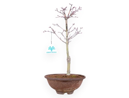 34 cm P. Katsura maple bonsai tree | Round stoneware pot