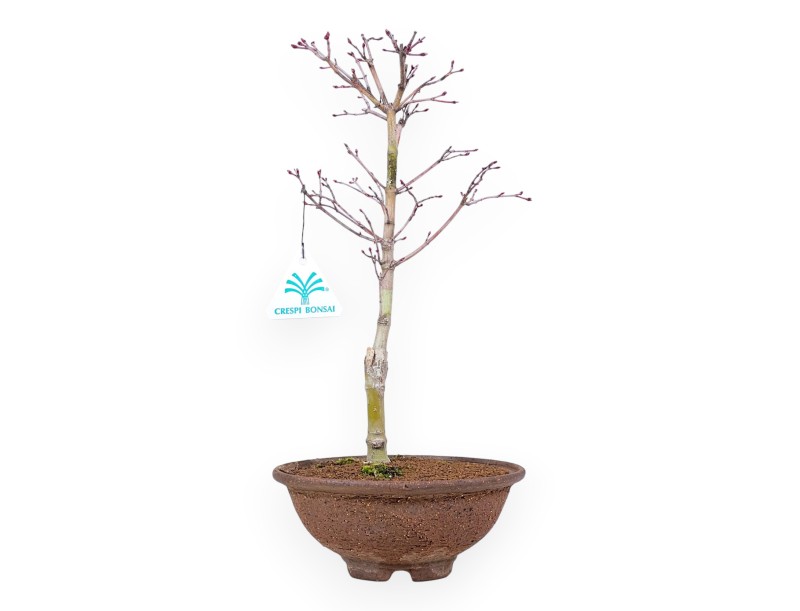 Bonsai di acero p. Katsura da 34 cm | Vaso tondo in grés
