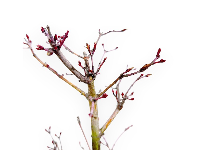 Bonsái de arce P. Katsura de 34 cm | Maceta redonda de gres