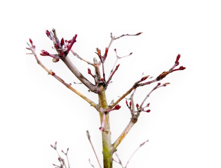 34 cm P. Katsura Ahorn Bonsaibaum | Runder Steinguttopf