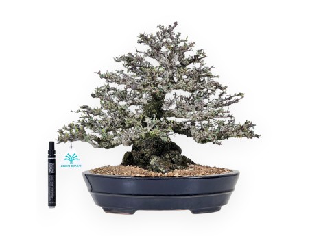 Bonsai di Pyracantha da 52 cm | Vaso ovale blu scuro