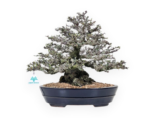 Bonsai di Pyracantha da 52 cm | Vaso ovale blu scuro
