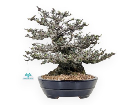 Bonsai di Pyracantha da 52 cm | Vaso ovale blu scuro