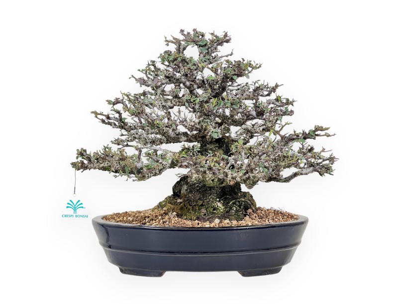 Bonsai di Pyracantha da 52 cm | Vaso ovale blu scuro