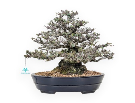 Bonsai di Pyracantha da 52 cm | Vaso ovale blu scuro