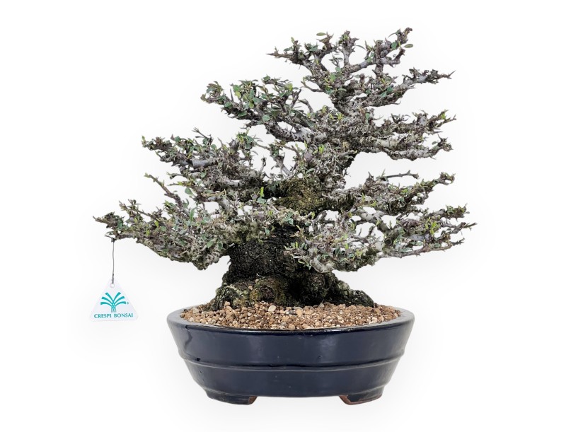 Bonsai di Pyracantha da 52 cm | Vaso ovale blu scuro