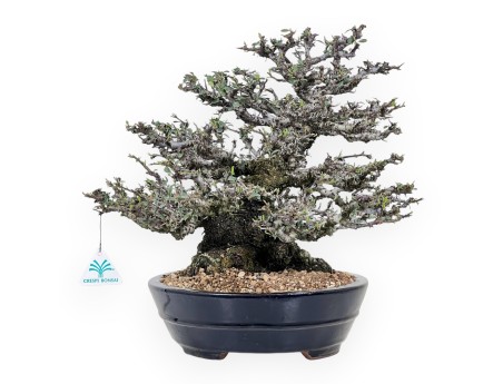 Bonsai di Pyracantha da 52 cm | Vaso ovale blu scuro