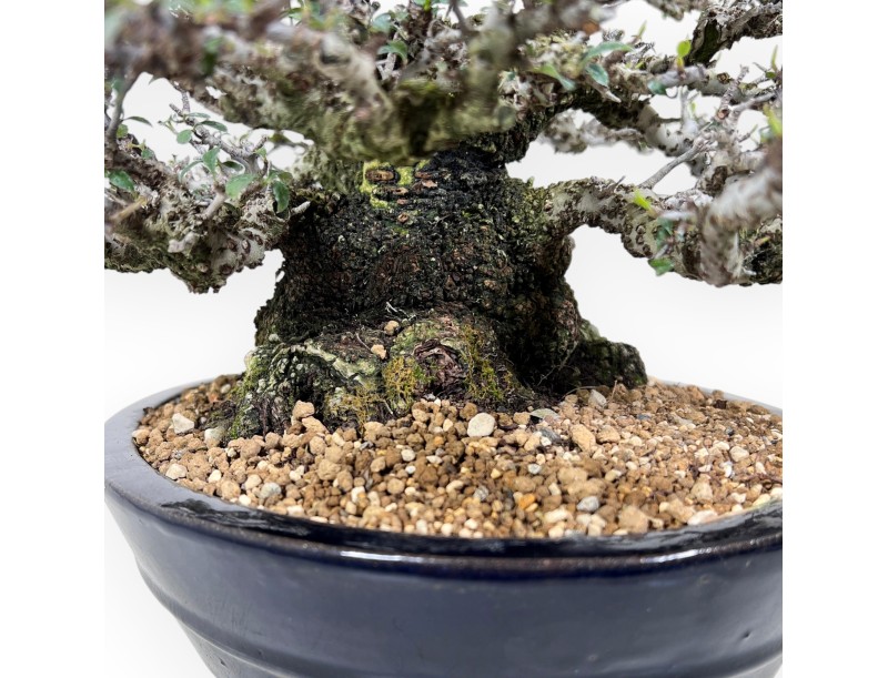 Bonsai di Pyracantha da 52 cm | Vaso ovale blu scuro