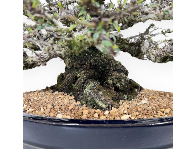 Bonsai di Pyracantha da 52 cm | Vaso ovale blu scuro 2