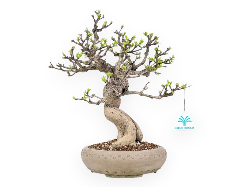 Bonsai di Premna japonica da 32 cm | Vaso tondo in grès