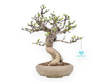 Bonsai di Premna japonica da 32 cm | Vaso tondo in grès