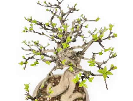 Bonsai di Premna japonica da 32 cm | Vaso tondo in grès