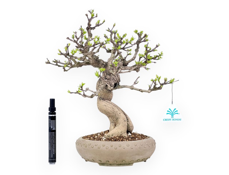 Bonsai di Premna japonica da 32 cm | Vaso tondo in grès