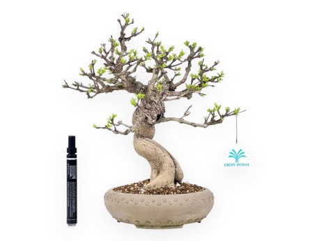 Bonsai di Premna japonica da 32 cm | Vaso tondo in grès