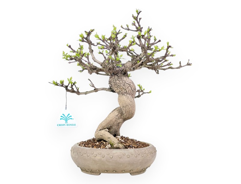 Bonsai di Premna japonica da 32 cm | Vaso tondo in grès