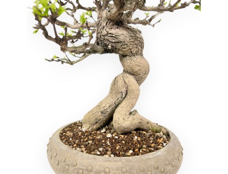 Bonsai di Premna japonica da 32 cm | Vaso tondo in grès