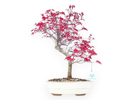 Bonsaï de Érable de 43 cm | Pot ovale crème