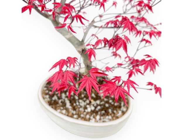 Bonsai di acero da 43 cm | Vaso ovale crema 2