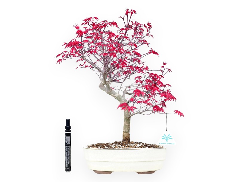 Maple bonsai 43 cm | Cream oval pot