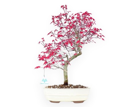 Esdoorn bonsai van 43 cm | Ovaal crème pot