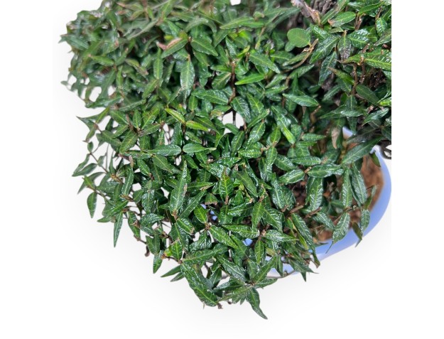 Trachelospermum bonsai de 24 cm | Maceta oval azul claro 2